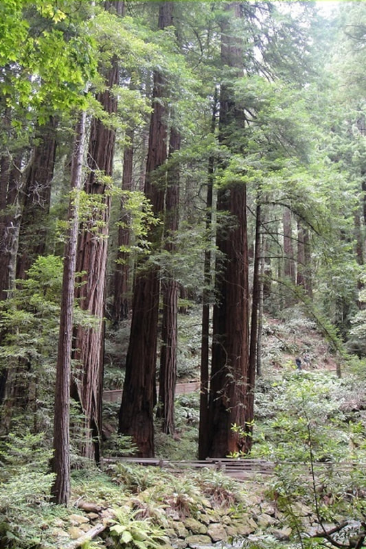 deep in sequoia woods